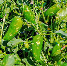 Members of the ICC family at the El Oasis Children’s Village in Mexico were still able to sell these damaged peppers at a lower price.